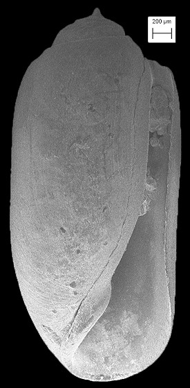 Acteocina canaliculata (Say, 1826) Channeled Barrel-bubble