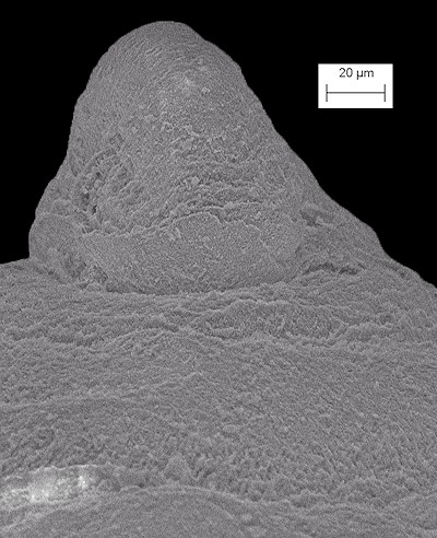 Acteocina canaliculata (Say, 1826) Channeled Barrel-bubble