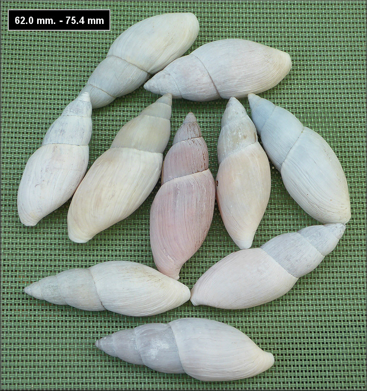 Euglandina rosea (Frussac, 1821) Rosy Wolfsnail - Large Specimens
