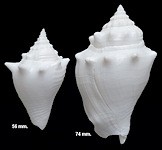 Strombus alatus Gmelin, 1791 Florida Fighting Conch Albinos