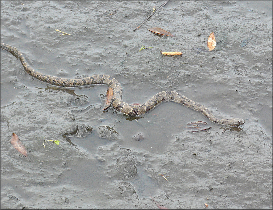 Brown Watersnake (Nerodia taxispilota)