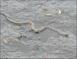 Brown Watersnake (Nerodia taxispilota)