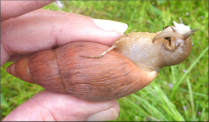 Euglandina rosea (Frussac, 1821) Rosy Wolfsnail In Situ