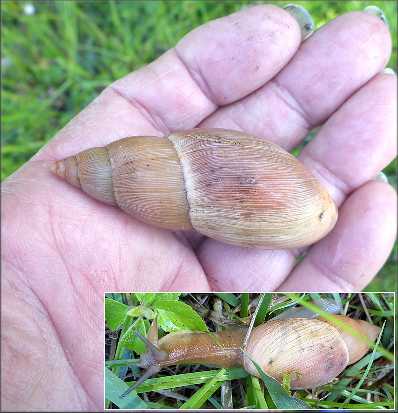 Euglandina rosea (Frussac, 1821) Rosy Wolfsnail - Large Specimen