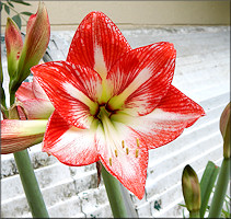 Amaryllis [Amaryllis sp.]