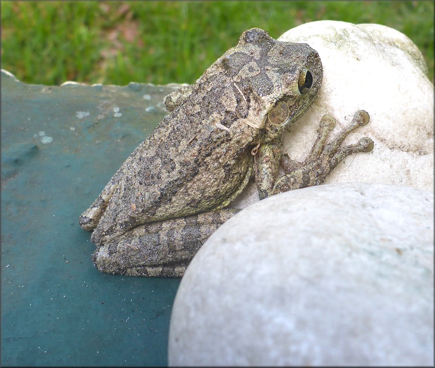 Cuban Treefrog [Osteopilus septentrionalis]