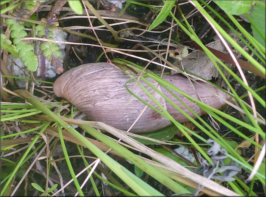 Euglandina rosea (Frussac, 1821) Rosy Wolfsnail In Situ