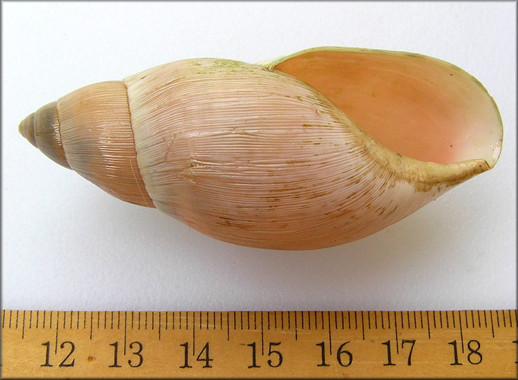 Euglandina rosea (Frussac, 1821) Rosy Wolfsnail - Large Specimen