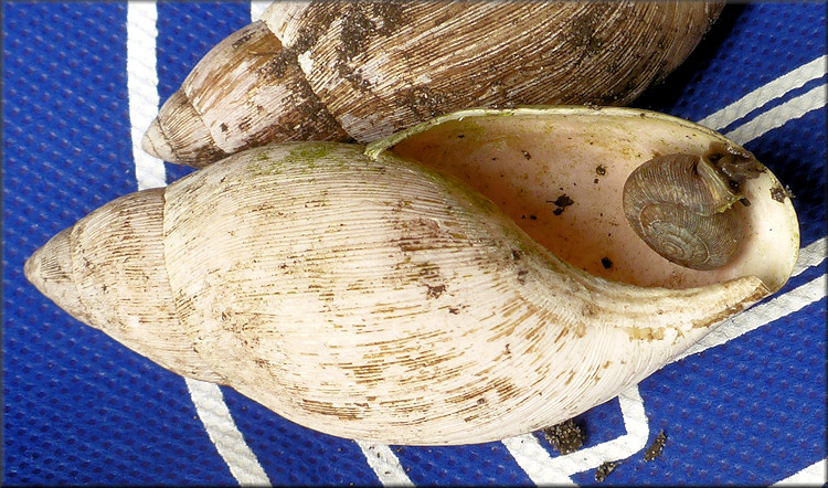 Euglandina rosea (Frussac, 1821) Rosy Wolfsnail - Large Specimen