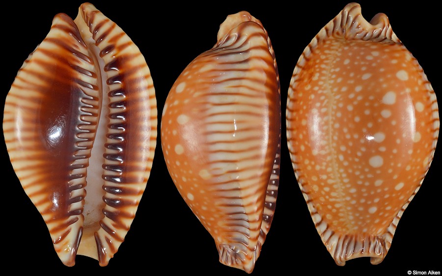 Perisserosa guttata surinensis (Raybaudi, 1978)