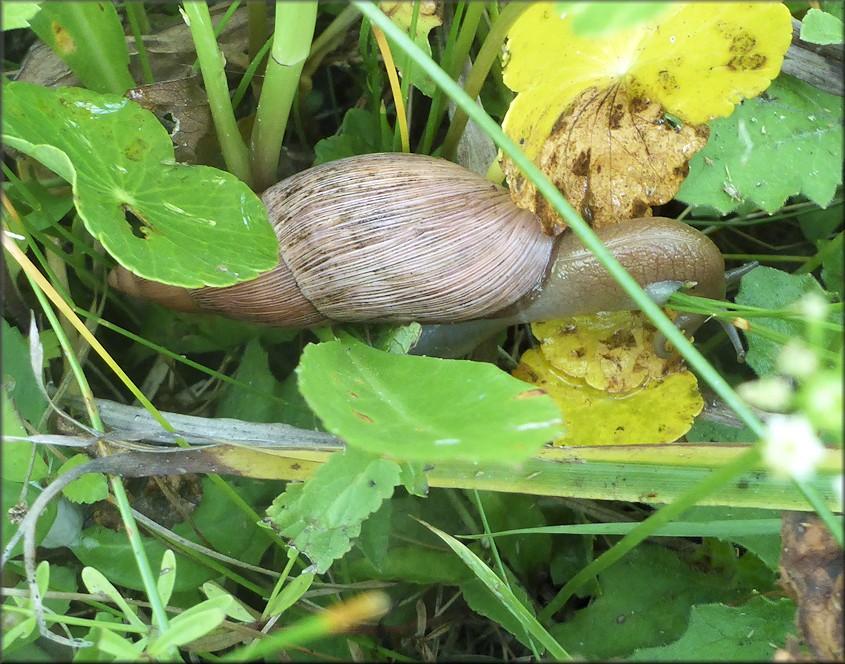 Euglandina rosea (Frussac, 1821) Rosy Wolfsnail In Situ