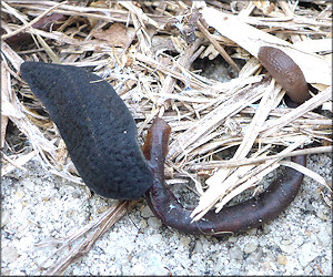 Belocaulus angustipes Black-velvet Leatherleaf Feeding On Deceased Earthworm
