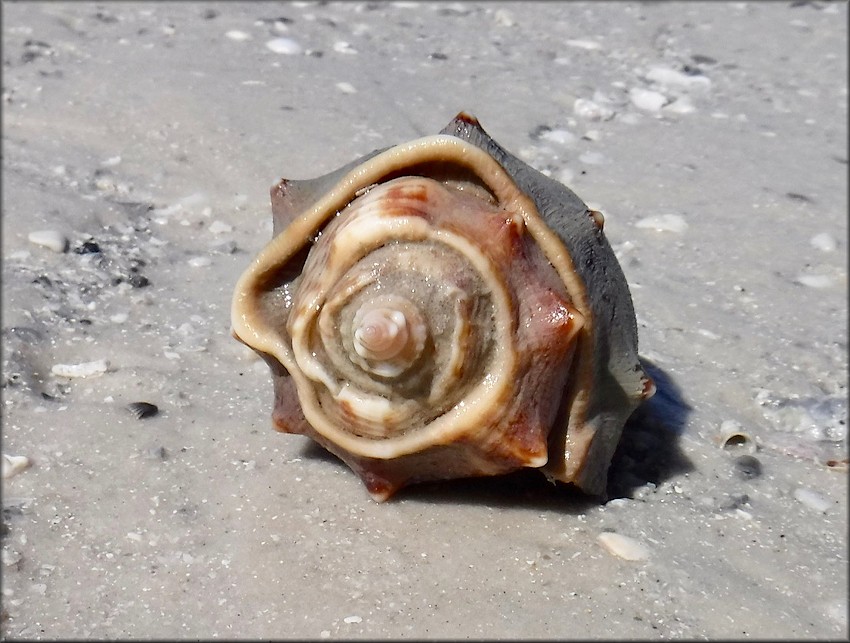 Strombus alatus Gmelin, 1791 Florida Fighting Conch Freaks