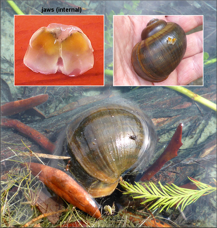 Pomacea paludosa Chitinous Jaws