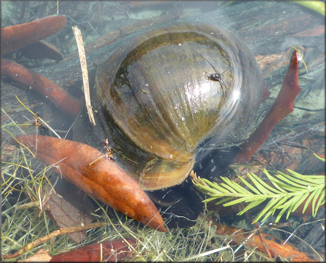 Pomacea paludosa (Say, 1829) Florida Applesnail along shoreline of retention pond