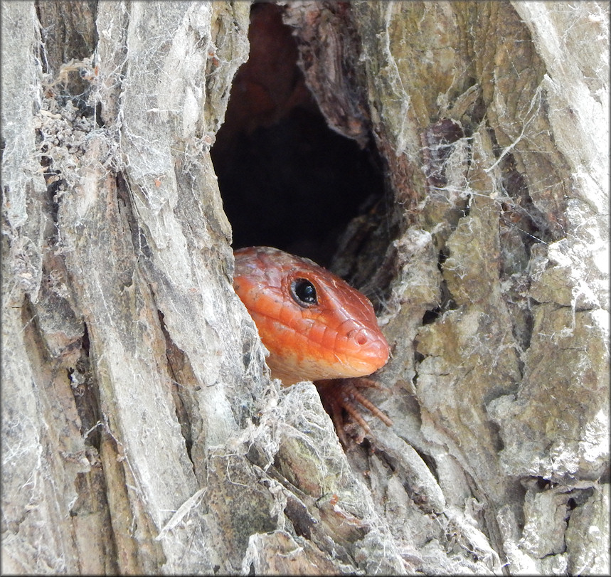 Broad-headed Skink [Plestiodon laticeps]