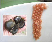 Pomacea paludosa (Say, 1829) Florida Applesnail Eggs And Parent