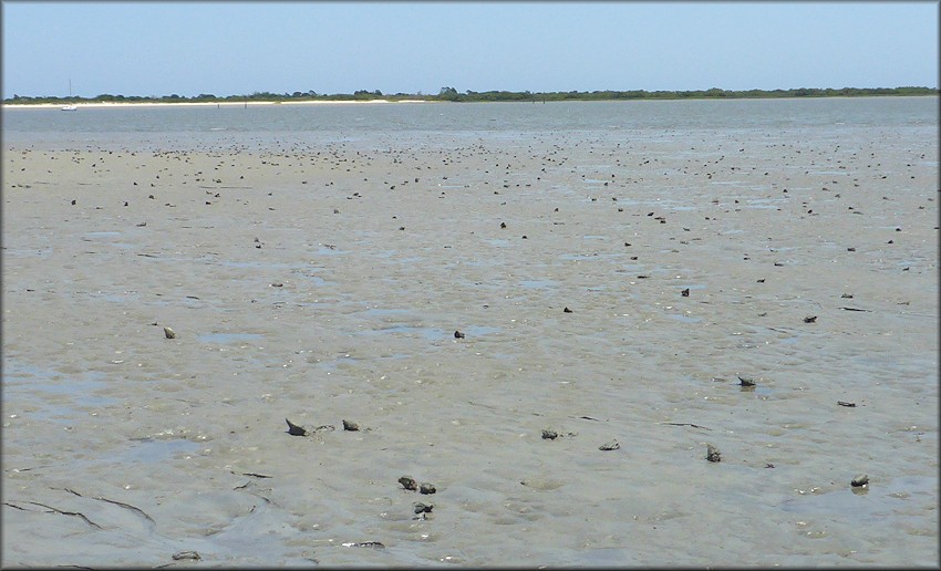 Strombus alatus on the sand bar at Salt Run, inside St. Augustine Inlet, Davis Shores, St. Augustine, St. Johns County, Florida, minus tide, 5/25/2021.