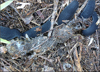 Belocaulus angustipes Black-velvet Leatherleaf Feeding On Animal Feces (probably house cat)