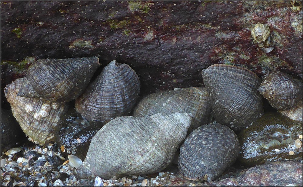 Stramonita haemastoma (Linnaeus, 1767) Florida Rocksnail In Situ