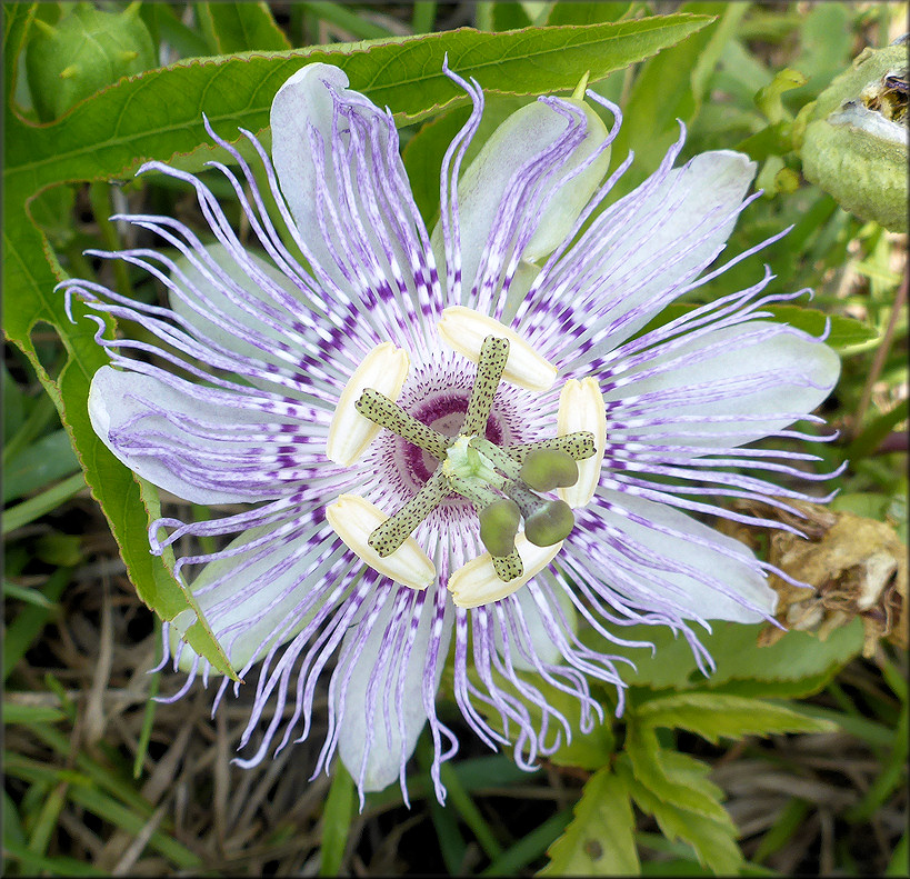 Passion Flower [Passiflora incarnata]