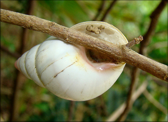 Liguus fasciatus Müller 1774 Florida Tree Snail aestivating