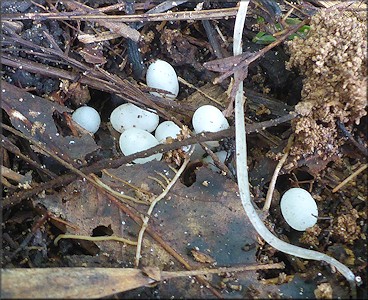 Euglandina rosea (Frussac, 1821) Eggs