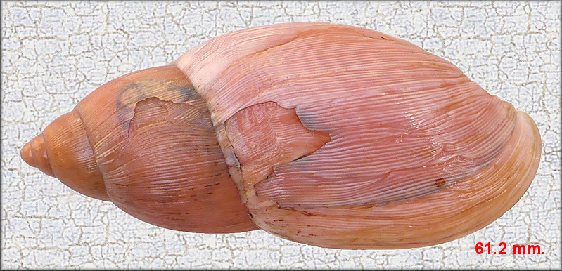 Euglandina rosea (Frussac, 1821) Rosy Wolfsnail Damaged Shell