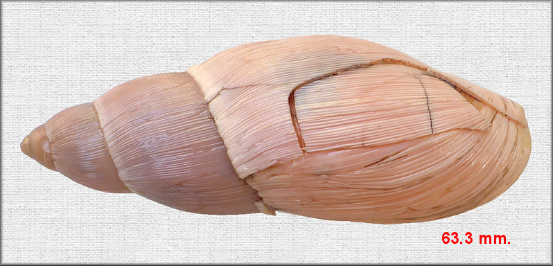 Euglandina rosea (Frussac, 1821) Rosy Wolfsnail Damaged Shell