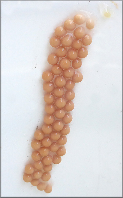 Pomacea paludosa (Say, 1829) Florida Applesnail Eggs