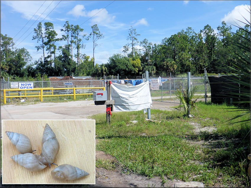 Bulimulus sporadicus At Malone Steel Corp. / Mulch & More Along US-1 In St. Johns County, Florida