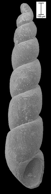 Ebala bermudensis (Dall and Bartsch, 1911) Conical False-aclis