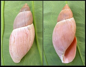 Euglandina rosea (Frussac, 1821) Rosy Wolfsnail - Large Specimen