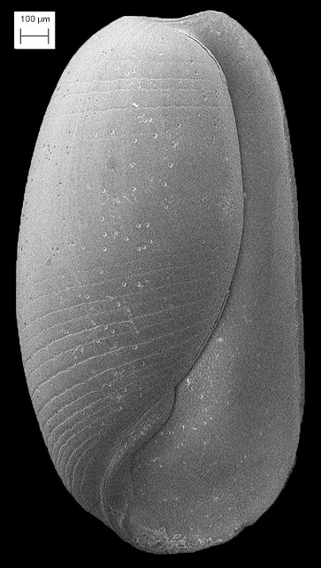 Cylichnella bidentata (d’Orbigny, 1841) Two-tooth Barrel-bubble