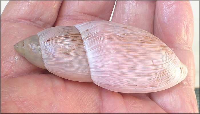 Euglandina rosea (Frussac, 1821) Rosy Wolfsnail - Large Specimen