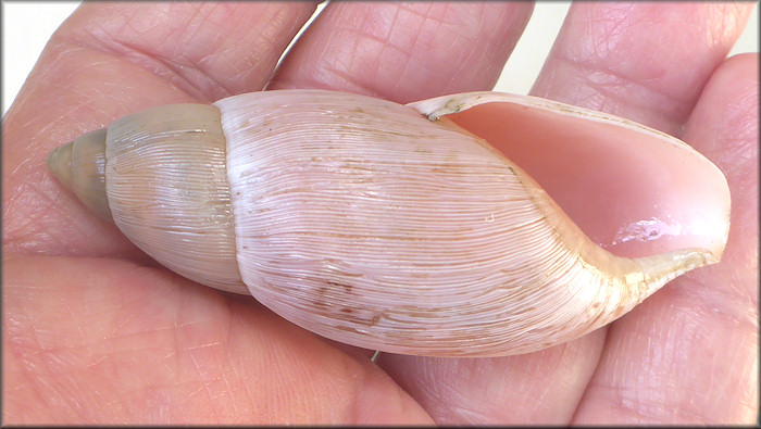 Euglandina rosea (Frussac, 1821) Rosy Wolfsnail - Large Specimen