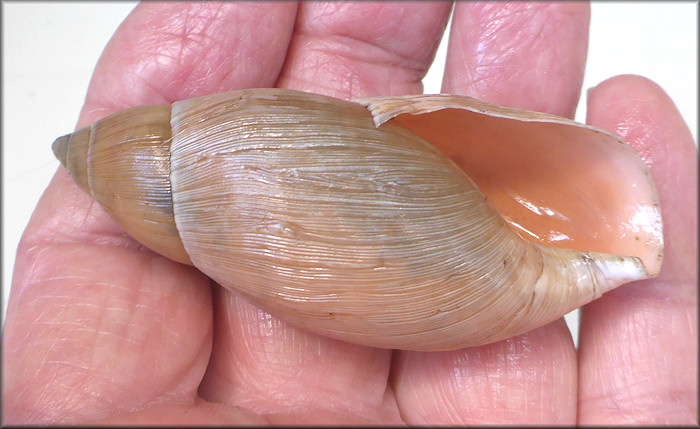 Euglandina rosea (Frussac, 1821) Rosy Wolfsnail - Large Specimen