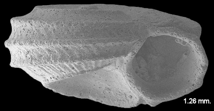 Cyclostremiscus jeannae Pilsbry and McGinty, 1946 Jeanne’s Vitrinella