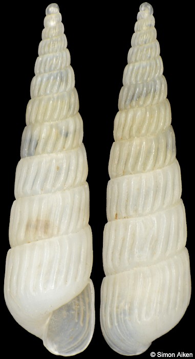 Turbonilla kraussi Clessin, 1890