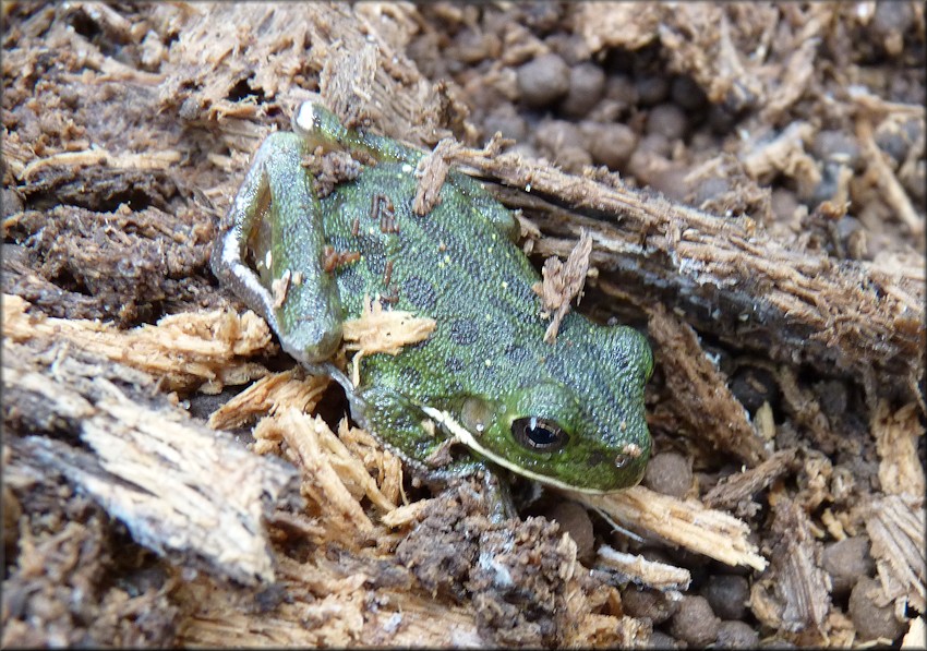 Barking Treefrog [Hyla gratiosa]