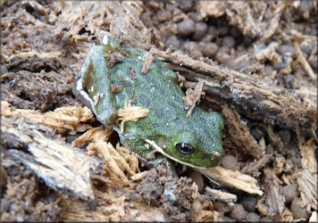 Barking Treefrog [Hyla gratiosa]