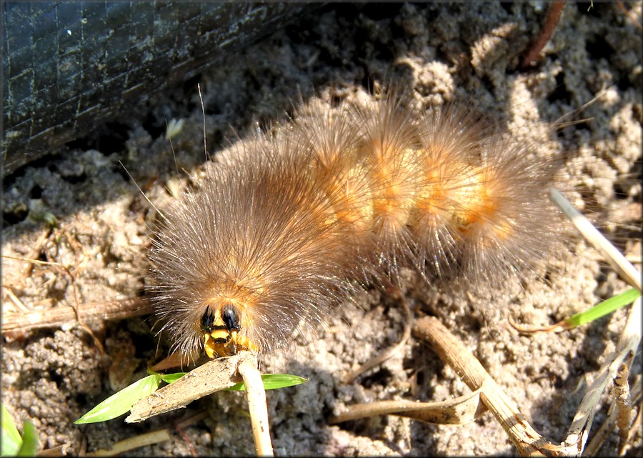 Virginia Tiger Moth [Spilosoma virginica] Caterpillar (probable)