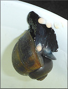 Pomacea paludosa (Say, 1829) Florida Applesnail Depositing Eggs