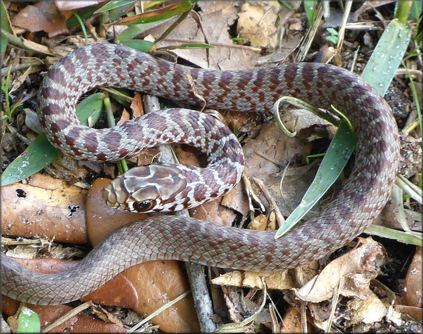 Southern Black Racer Juvenile [Coluber constrictor priapus]