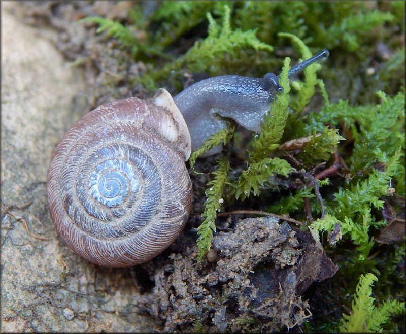 Triodopsis vulgata Pilsbry, 1940 Dished Threetooth