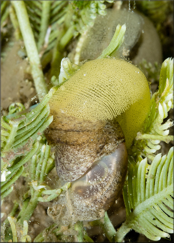 Haminoea antillarum  (d’Orbigny, 1841) Antilles Glassy-bubble With Eggs