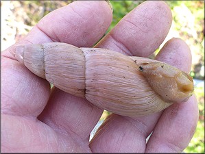 Euglandina rosea (Frussac, 1821) Rosy Wolfsnail - Large Specimen