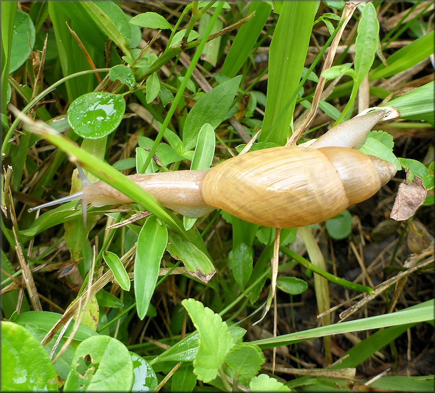 Euglandina rosea (Frussac, 1821) Rosy Wolfsnail In Situ