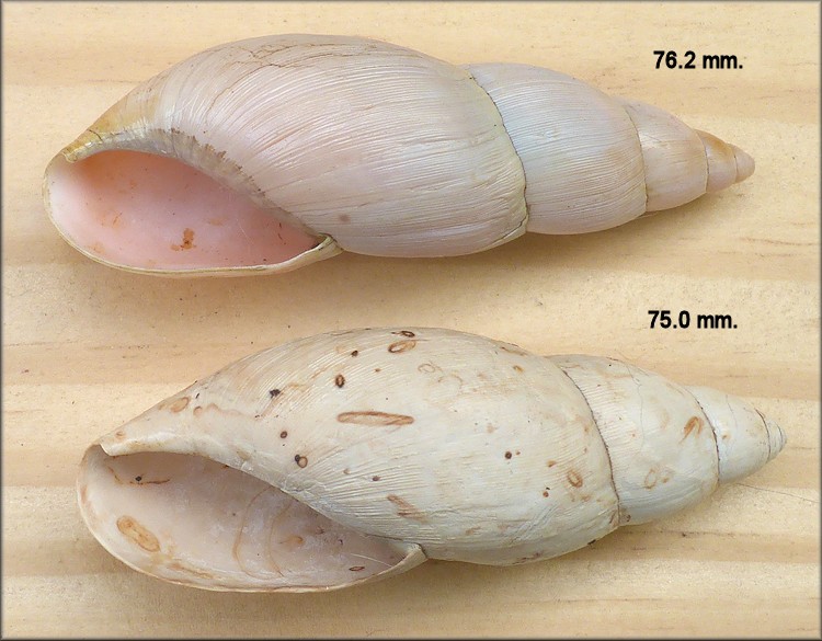 Euglandina rosea (Férussac, 1821) Rosy Wolfsnail - Very Large Specimens