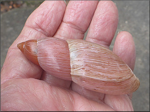 Euglandina rosea (Frussac, 1821) Rosy Wolfsnail - Large Specimen